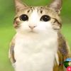 meowl_x