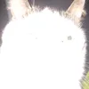 peanutthecatoff