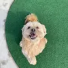the.adventures.of.alfie