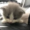Amybaby