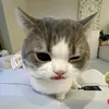 vudinhcamtu