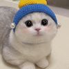 cccccat91
