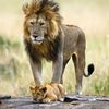 sunyleo6