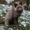 sam_the.ther1an