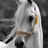 ayad.alharbi