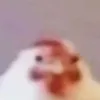 chickannn