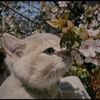 blackcat13_214