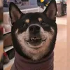 seelenhund_toffie