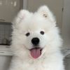 Otis the Samoyed