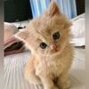 user1233480216080