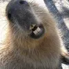rsrsrs3370
