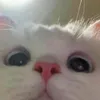 meowszxcy