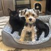 pickles.and.coco