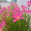 upeksha_35