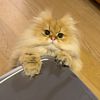 churrothecat914