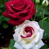 ritu5792