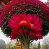 habibur.rahman96532
