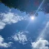 sakura_sakusaku49
