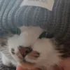 vnkrd0