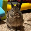 thebunmilo