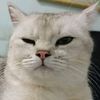 animals.so.cute1