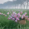 nguyn.t.quyn104