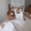 milesthechonk