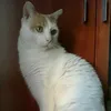 kittygrande1