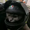 skibidibi._.sigma