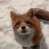 love_fox239
