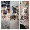 theham_and_fam