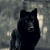lobo.shelterin