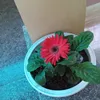 minh.h3114