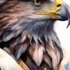 eagles4267