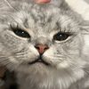 crybbleopard8
