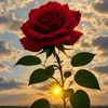 rose156477