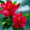 anisah.islam6