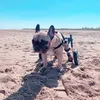 freddyonwheels