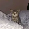 zaphreal