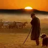 rozh4343