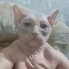 mr.mops.r15