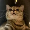 itsmeshimy