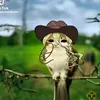 shyw_t617