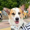 ปูติน หมาขี้บ่น🐶