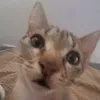 rinoo_1411