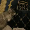 ia_ala12