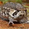 frog.o.t