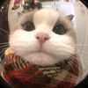 gumballsilverwatt