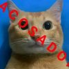 dodolfo46
