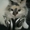 _stvnct
